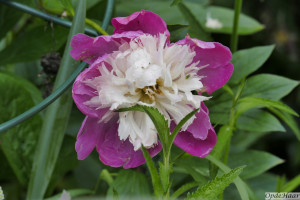 Paeonia Lactiflora White Cap                   